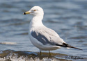 Larus delawarensis